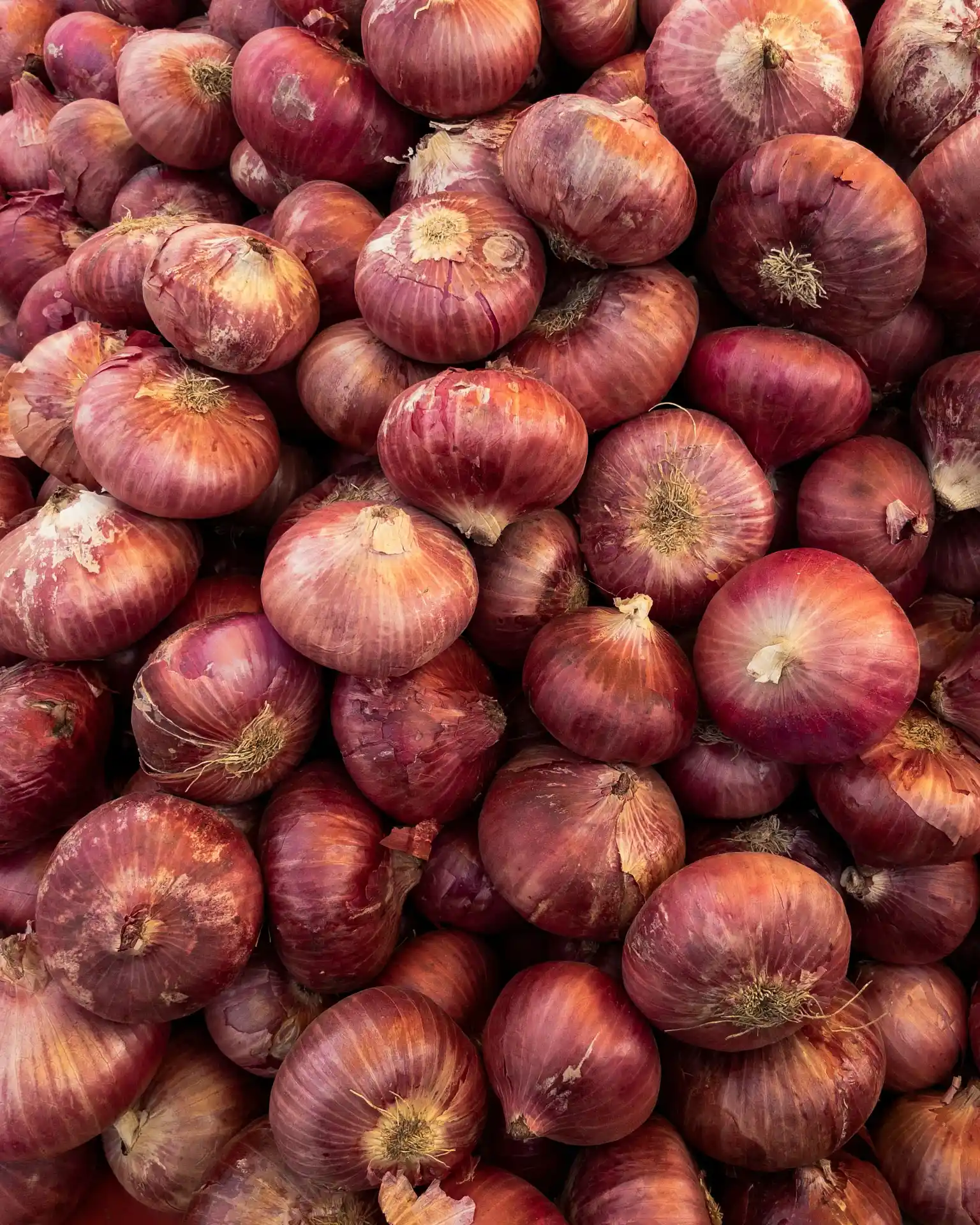 Onions Exporter from India